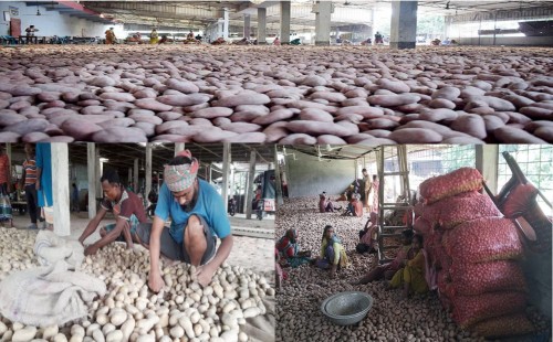 কুড়িগ্রামের হিমাগারগুলো আলু ভর্তি, ক্রেতার অভাবে বিপাকে কৃষক ও ব্যবসায়ীরা