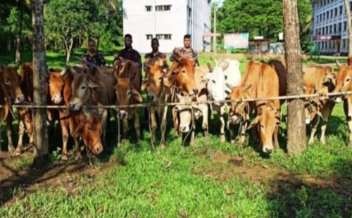 নাইক্ষ্যংছড়ি সীমান্তে মালিকবিহীন ১৫ বার্মিজ গরু আটক