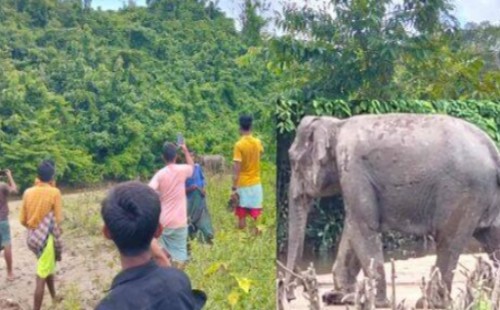 বান্দরবান  সীমান্তে স্থলমাইনে আহত বন্য হাতি