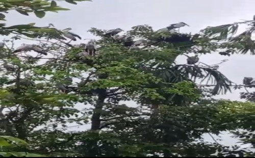 পাখির কারণে বদলে যেতে বসেছে গ্রামের নাম