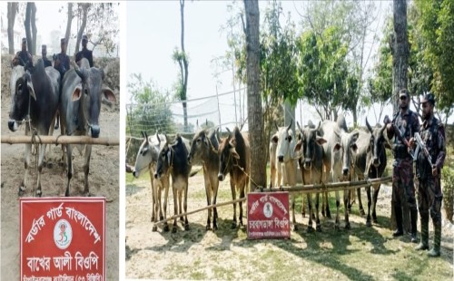 চাঁপাইনবাবগঞ্জ সীমান্তে ৫৩ বিজিবির পৃথক পৃথক অভিযানে ভারতীয় ১০ গরু জব্দ